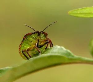 Game Bug Destroyer