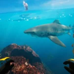 Beneath the Surface: Why ‘Subside’ is the New Gold Standard for VR Immersion