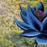 The $3 Million Holy Grail: How a Pristine Black Lotus Reclaimed Its Throne